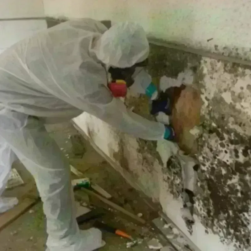 Mold Remediation and Removal in Melissa, TX